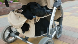 Лайфхак для мамочек с коляской и собакой