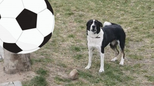 В Бресте собака камнем играет в футбол