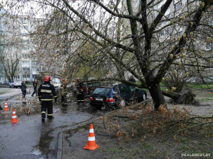 Первые жертвы грозы. Упавшее дерево повредило автомобиль в Бресте