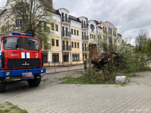 Не выдерживают деревья и билборды. Последствия сильного ветра в Бресте