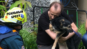 В Бресте на пожаре сотрудники МЧС спасли двух собак