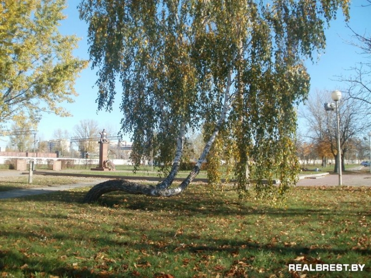 Береза брестская область фото