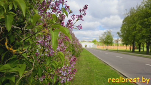 В Бресте зацвела сирень