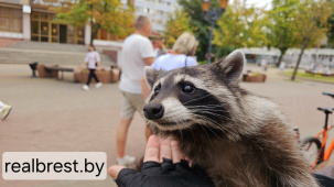 Енот-полоскун был замечен в Бресте на Советской