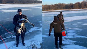 В Бресте спасён из замерзшей полыньи лебедь